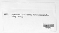 Image of Marasmius hymeniicephalus